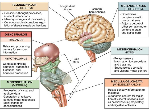 The Process & Neuroscience Behind It. Mesencephalon Image Large